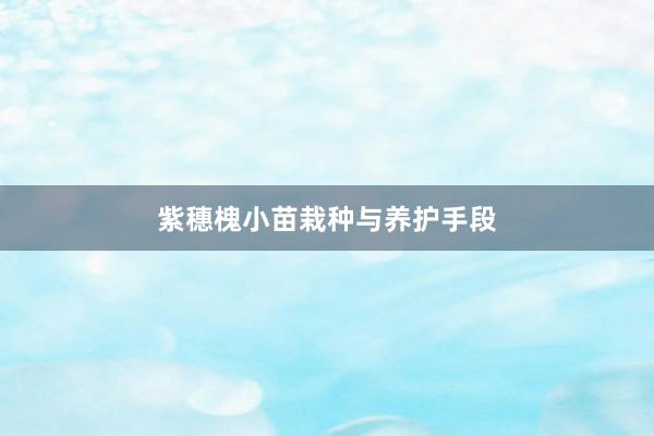 紫穗槐小苗栽种与养护手段